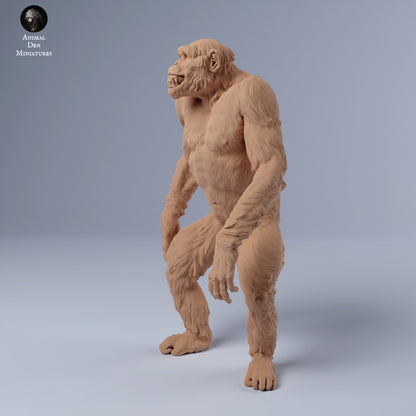 Chimpanzee Grin