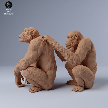 Chimps Grooming
