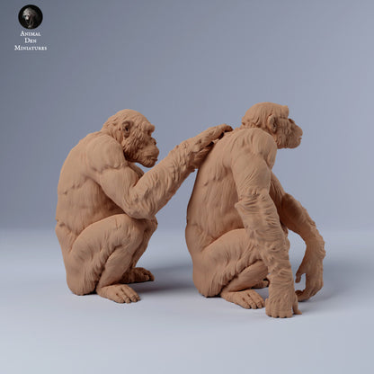 Chimps Grooming