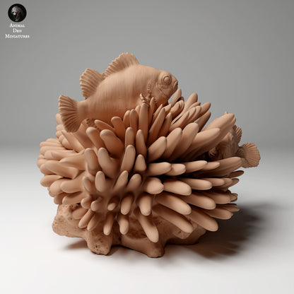 Common Clownfish