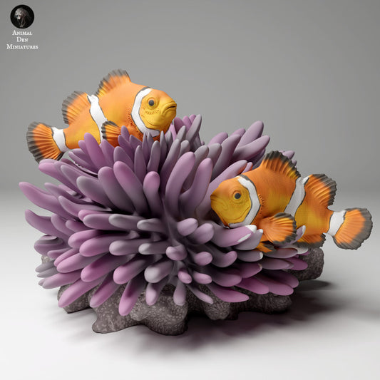 Common Clownfish