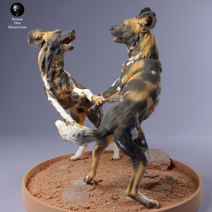African Wild Dogs Play