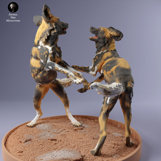African Wild Dogs Play