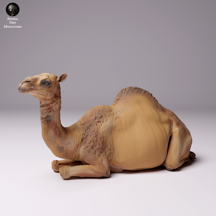 Dromedary Camel Female Lying