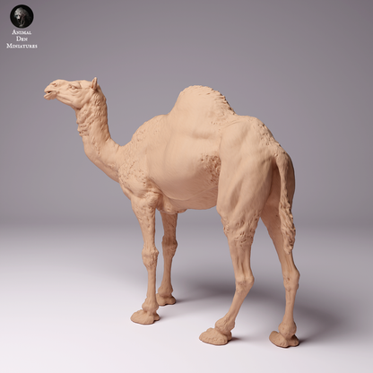 Dromedary Camel Male