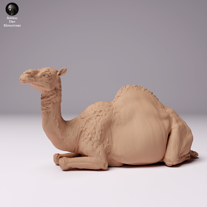 Dromedary Camel Female Lying