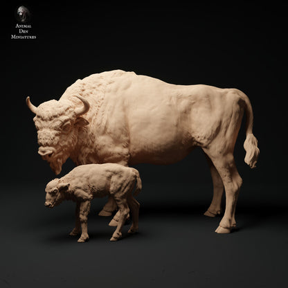 European Bison Cow and Calf