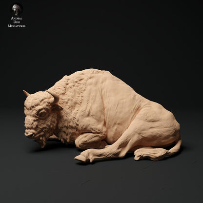 European Bison Cow Lying