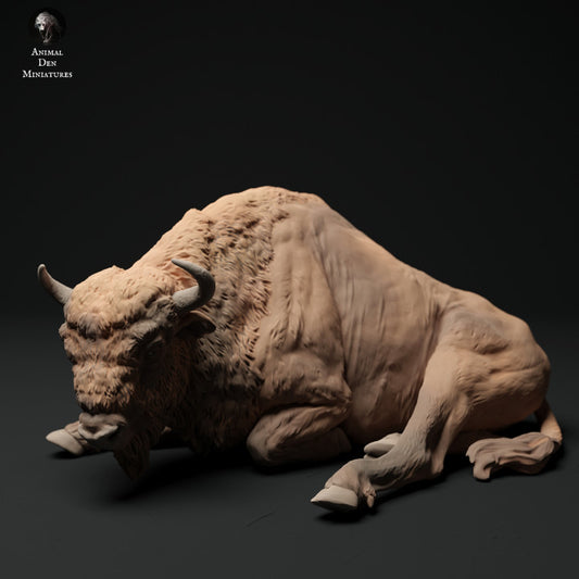 European Bison Cow Lying