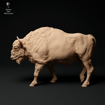 European Bison