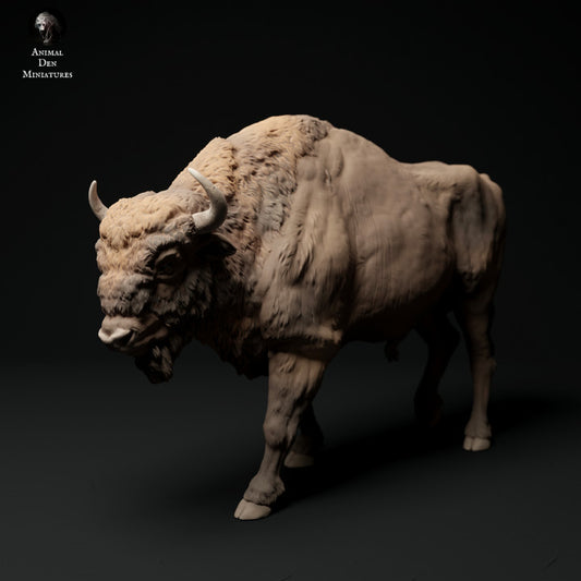 European Bison