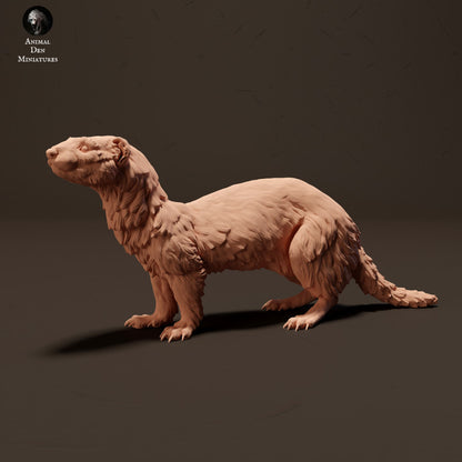 European Polecat