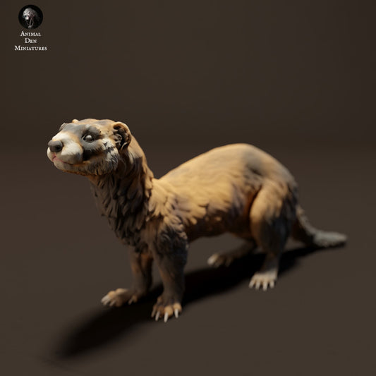 European Polecat