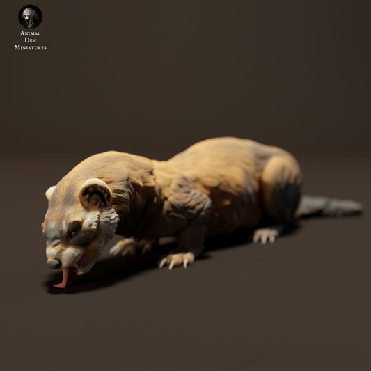 European Polecat Eating
