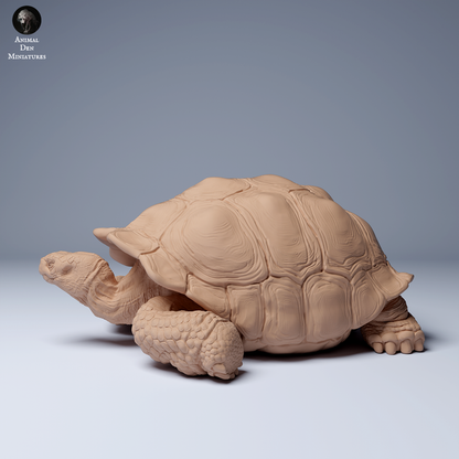 Galápagos Giant Tortoise Lying