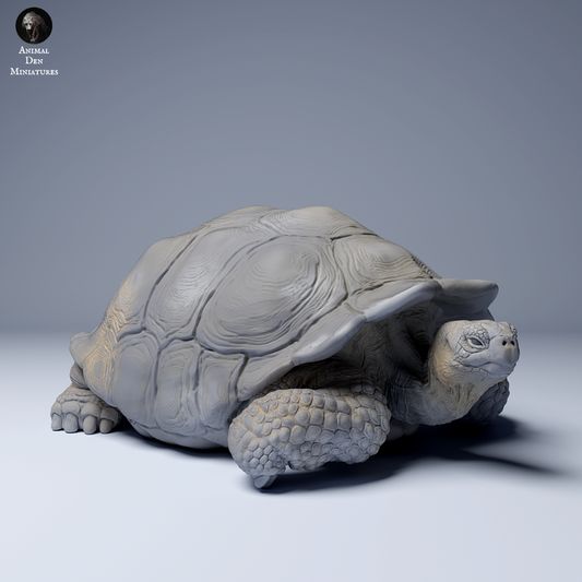 Galápagos Giant Tortoise Lying