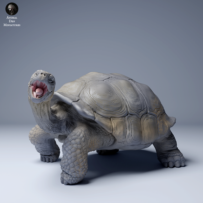 Galápagos Giant Tortoise Eating