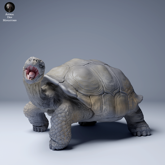 Galápagos Giant Tortoise Eating