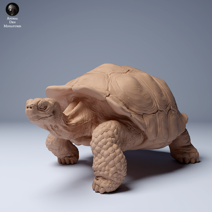Galápagos Giant Tortoise