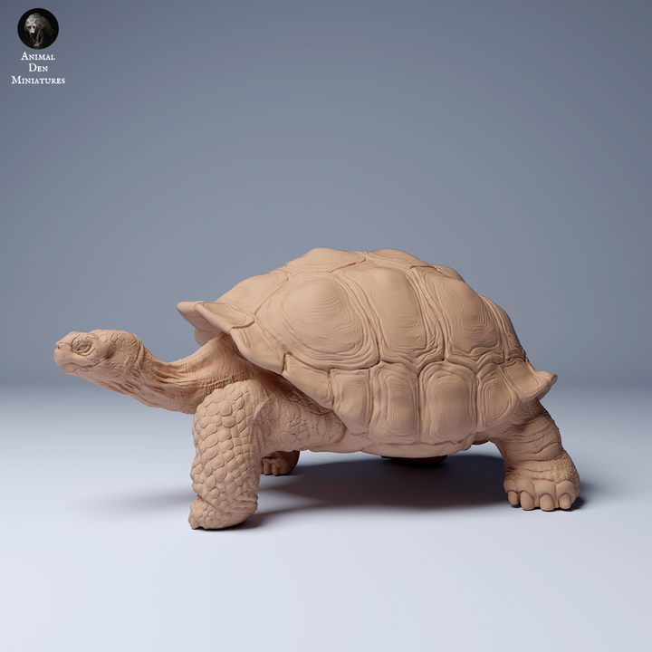 Galápagos Giant Tortoise