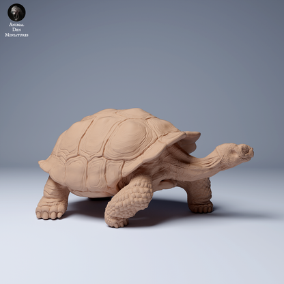 Galápagos Giant Tortoise