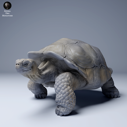 Galápagos Giant Tortoise