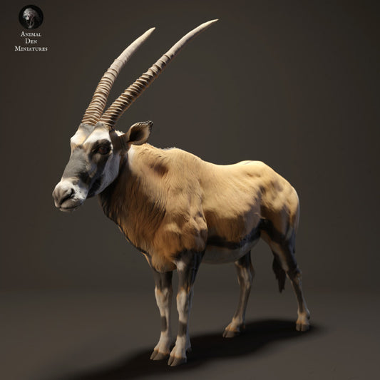 Gemsbok
