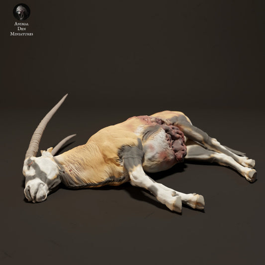 Gemsbok Carcass