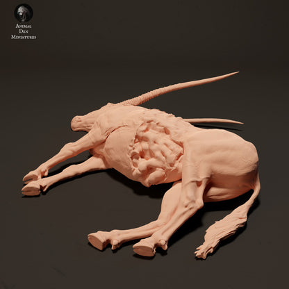 Gemsbok Carcass