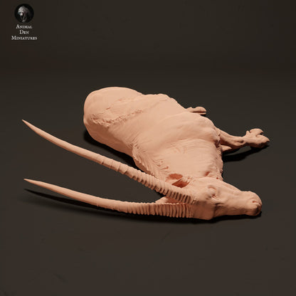 Gemsbok Carcass