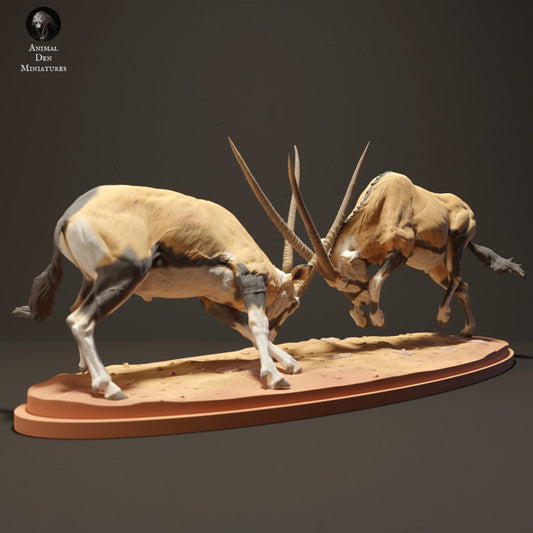 Gemsboks Fighting