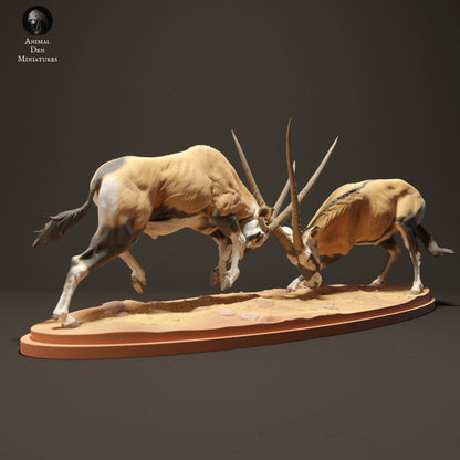 Gemsboks Fighting