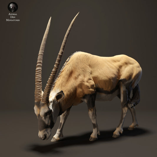 Gemsbok Grazing