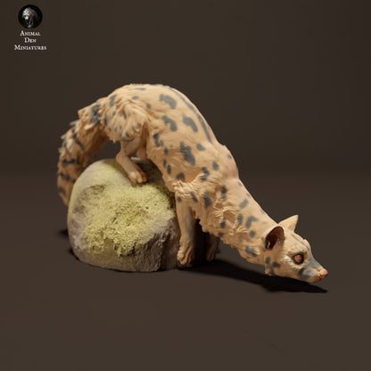 Common Genet on Rock