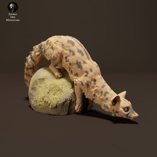 Common Genet on Rock