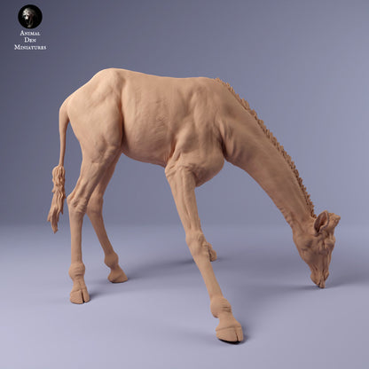 Rothschild's Giraffe Drinking