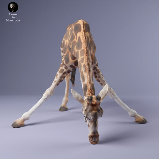 Rothschild's Giraffe Drinking