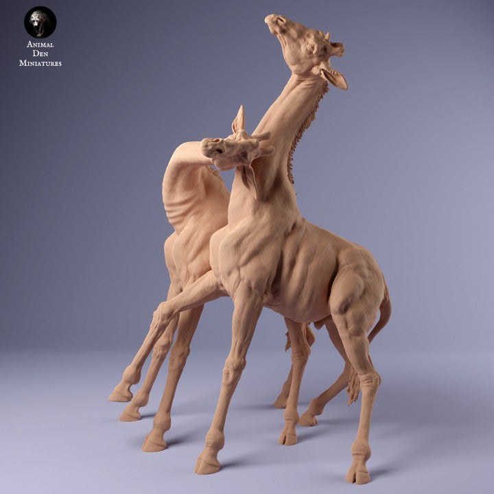 Rothschild's Giraffe Males Fight