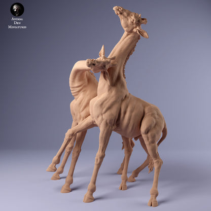 Rothschild's Giraffe Males Fight