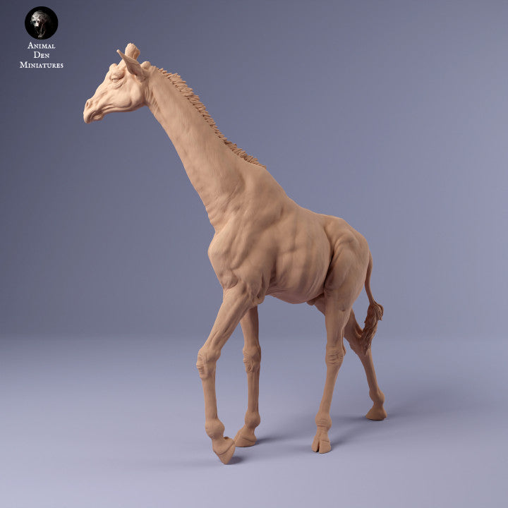 1/24 Scale Rothschild's Giraffe Male