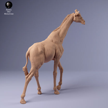 1/48 Scale Rothschild's Giraffe Male
