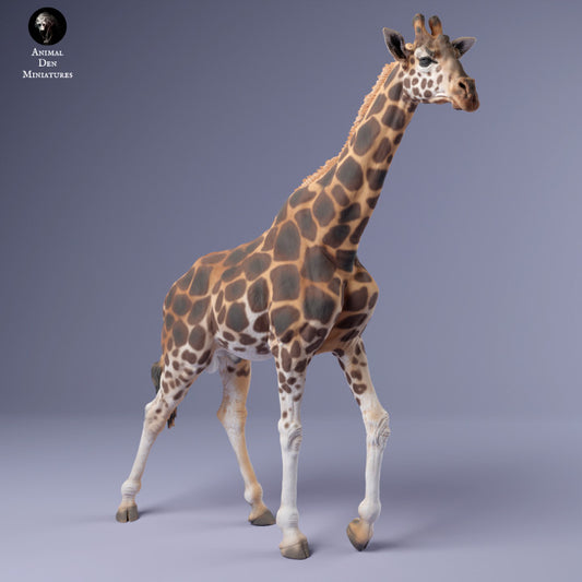 1/24 Scale Rothschild's Giraffe Male