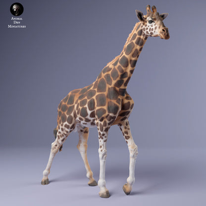 1/48 Scale Rothschild's Giraffe Male