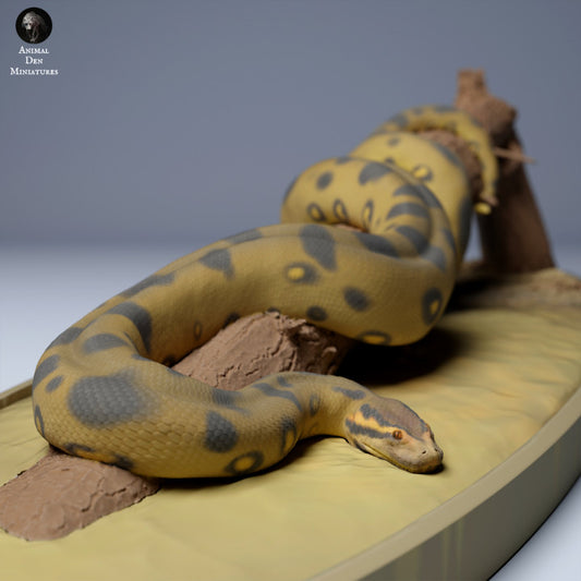 Green Anaconda (Eunectes murinus)