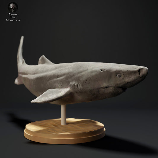 Greenland Shark