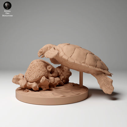 Hawksbill Sea Turtle Feed