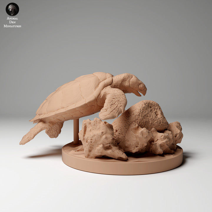 Hawksbill Sea Turtle Feed