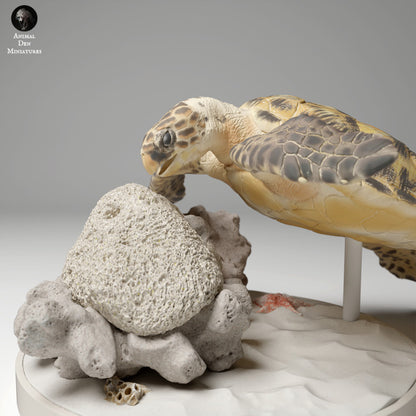 Hawksbill Sea Turtle Feed