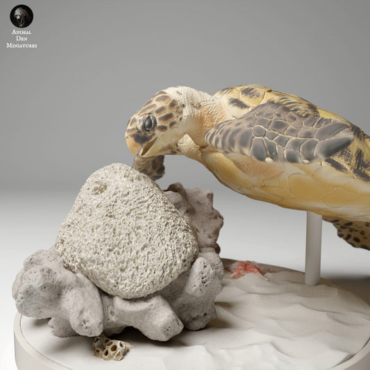 Hawksbill Sea Turtle Feed