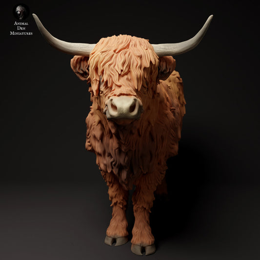 Highland Cow